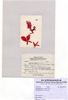 藏品(Phycodrys rubens (Linnaeus) Batters)的圖片